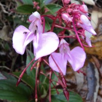 Impatiens elongata Arn.